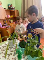 Комнатные растения Комнатные растения.