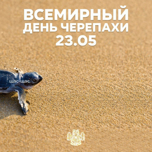 Международный день черепах Международный день черепах.